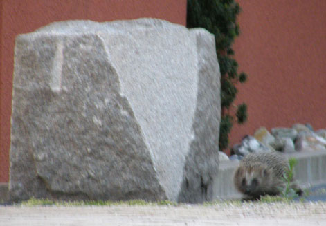 Igelkott