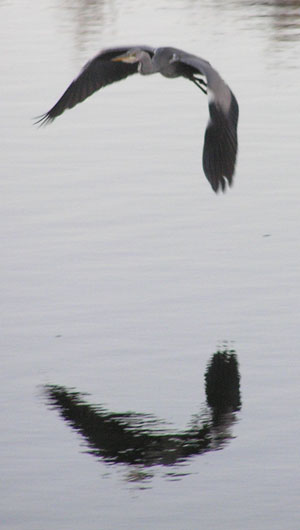 Flygande häger