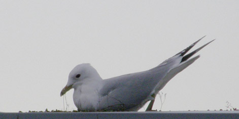 Mås